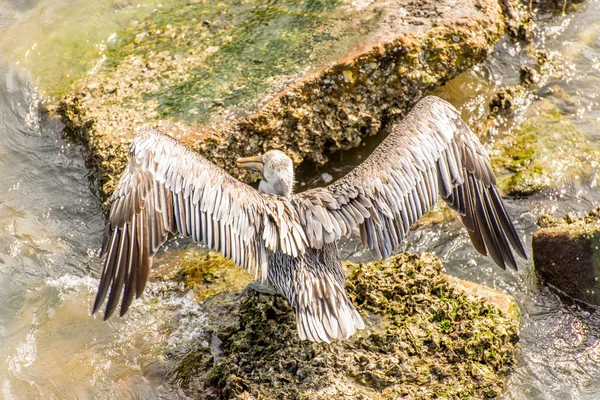 Pelikanen op Galveston Island, Tx — Stockfoto