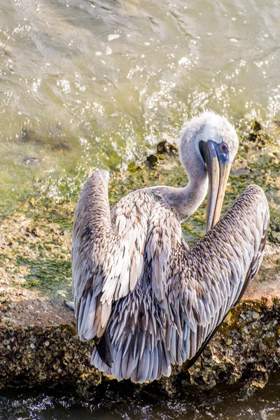 Pelikáni na Galveston Island, Tx — Stock fotografie