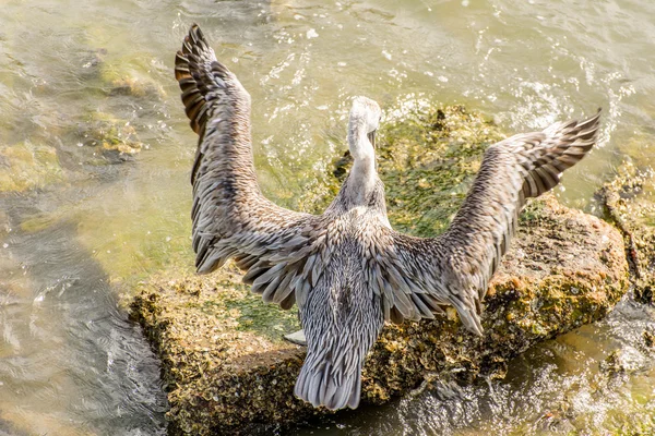 Pelicans a Galveston Island, TX — Foto Stock