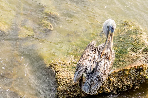 Pelikanen op Galveston Island, Tx — Stockfoto