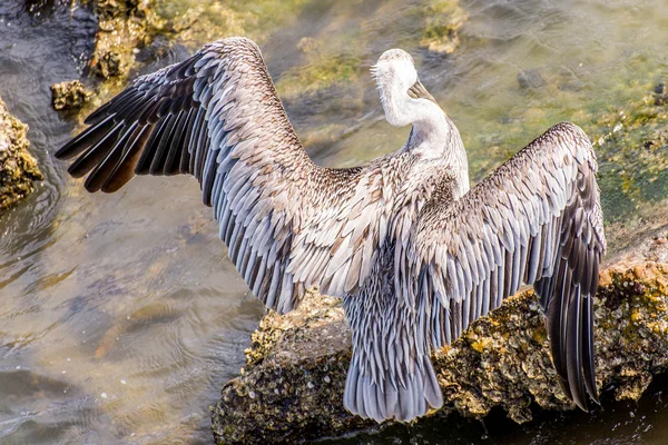 Pelikáni na Galveston Island, Tx — Stock fotografie