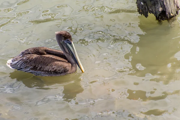 Pelícanos en Galveston Island, TX — Foto de Stock