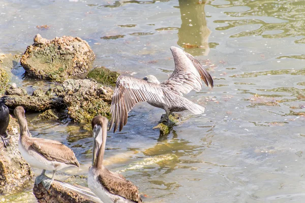 Pelikanen op Galveston Island, Tx — Stockfoto