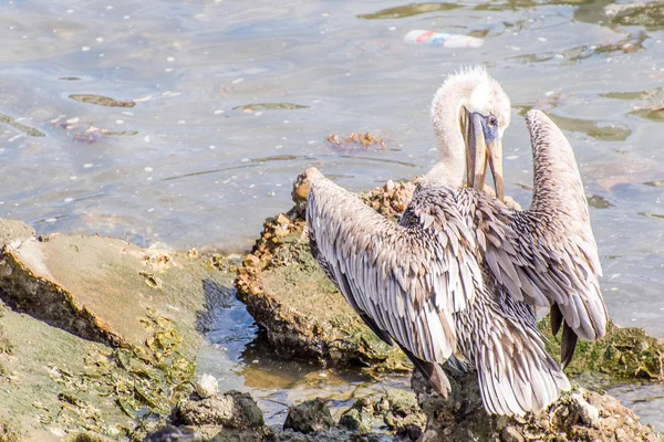 Pelícanos en Galveston Island, TX — Foto de Stock