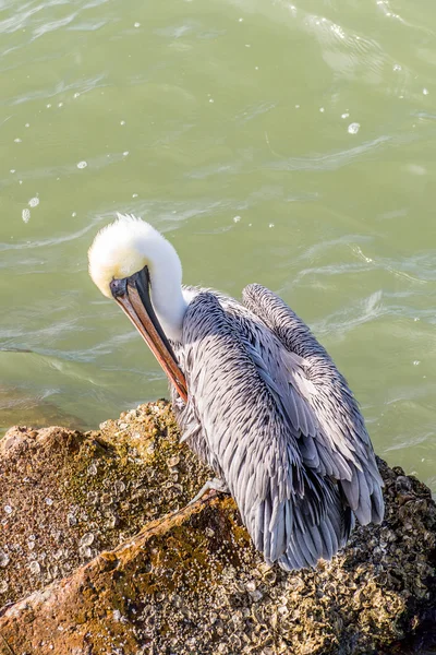 Pelikanen op Galveston Island, Tx — Stockfoto