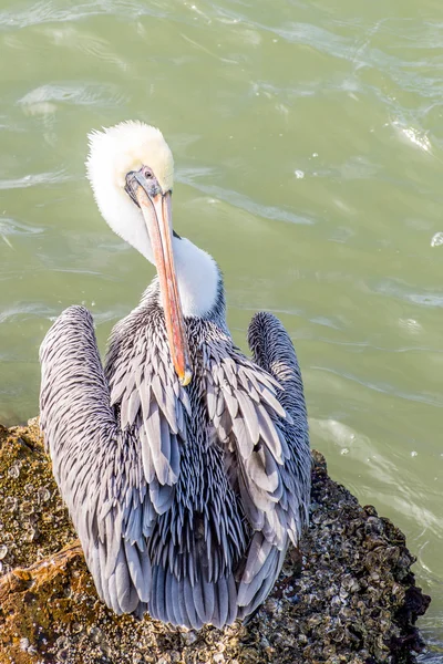 Pelikáni na Galveston Island, Tx — Stock fotografie