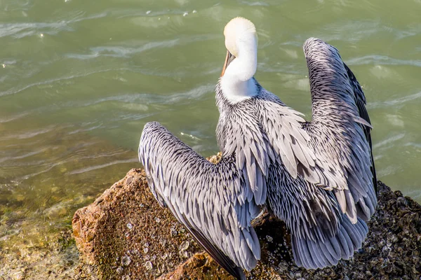 Pelikáni na Galveston Island, Tx — Stock fotografie