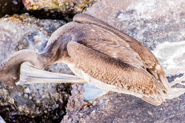 Pelicans a Galveston Island, TX — Foto Stock