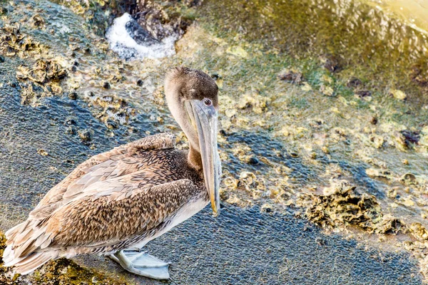 Pelicans a Galveston Island, TX — Foto Stock