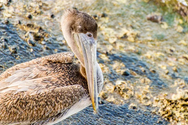 Pelikáni na Galveston Island, Tx — Stock fotografie