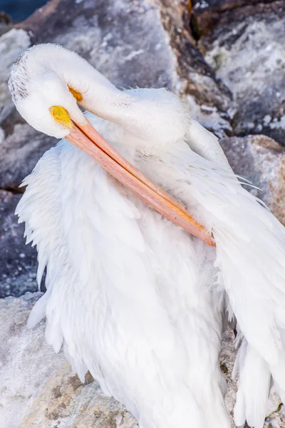 Pélicans à Galveston Island, TX — Photo