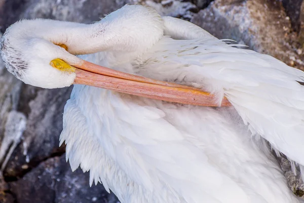 Pelicans at Galveston Island, TX — Stock Photo, Image