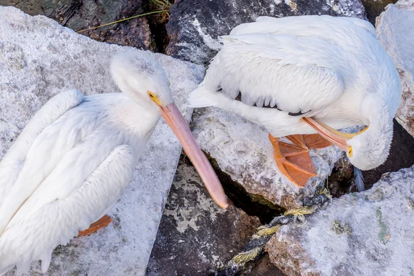 Pelicans at Galveston Island, TX — Stock Photo, Image