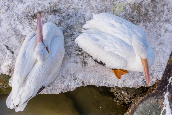Pelikany w wyspę Galveston, Tx — Zdjęcie stockowe