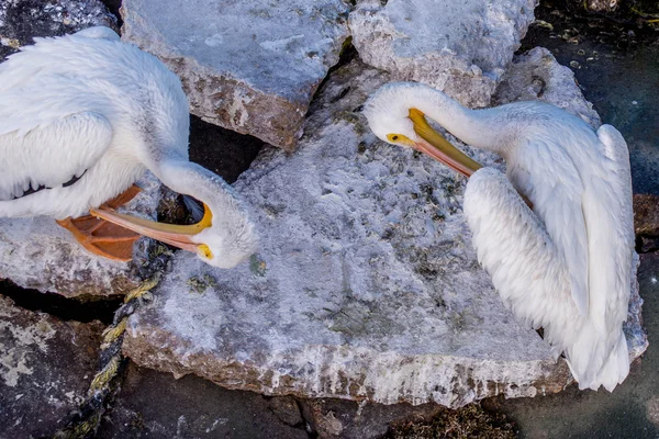 Pelicans at Galveston Island, TX — Stock Photo, Image