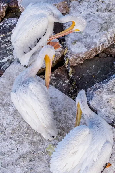 Pelikáni na Galveston Island, Tx — Stock fotografie