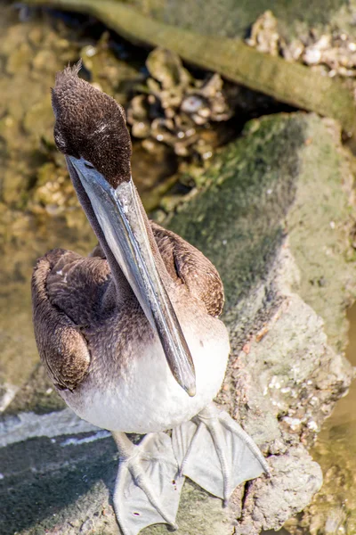 Pelicanos na Ilha Galveston, TX — Fotografia de Stock