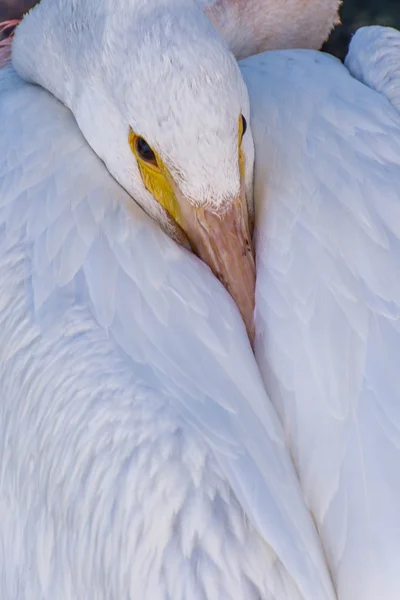 Pelicanos na Ilha Galveston, TX — Fotografia de Stock