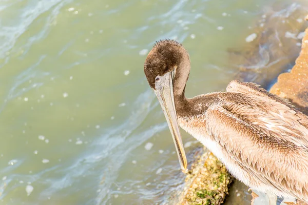 Pelikany w wyspę Galveston, Tx — Zdjęcie stockowe