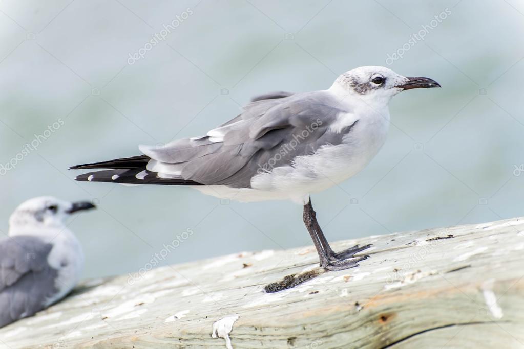 Oiseaux De Rivage Noir Et Blanc à Lîle De Galveston Tx