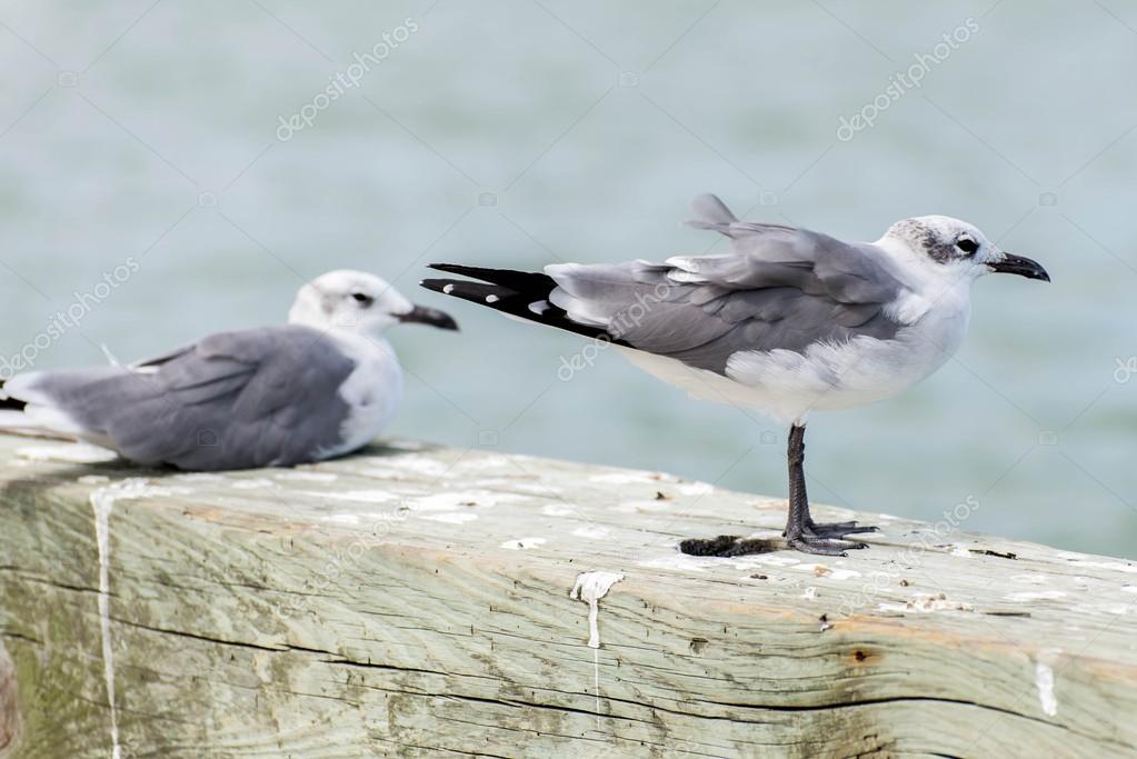 Oiseaux De Rivage Noir Et Blanc à Lîle De Galveston Tx