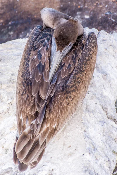 Pelicans at Galveston Island, TX — Stock Photo, Image