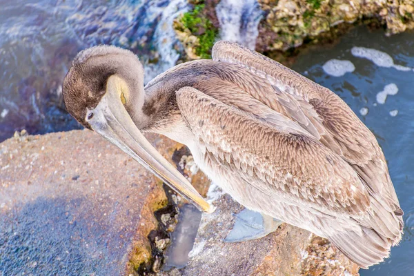 Pelikanen op Galveston Island, Tx — Stockfoto