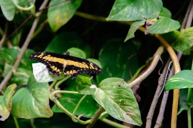 siyah ve sarı dev Swallowtail Kelebek