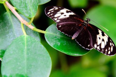 kırmızı ve siyah ortak postacı kelebek