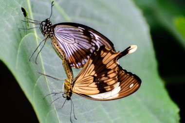 doğada Swallowtail kelebekler