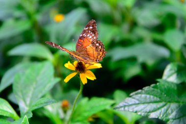 Sarı bir çiçek üzerinde kırmızı Peacock kelebek