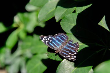 Doğada metalik mavi dalga kelebeği