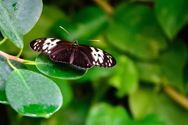 Červený a černý společný Postman Butterfly — Stock fotografie