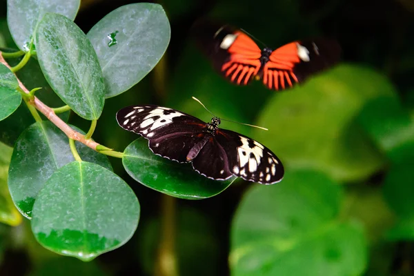 Rojo y negro Cartero común mariposa — Foto de Stock