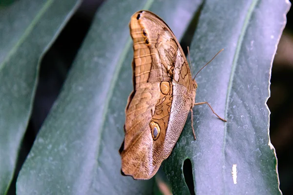 Tawny Sowa motyl w przyrodzie — Zdjęcie stockowe