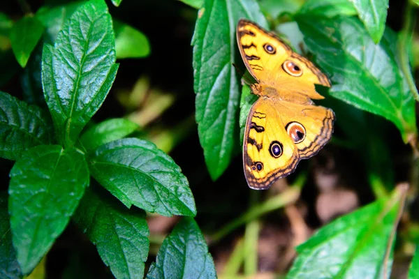 Mariposa amarilla con manchas — Foto de Stock