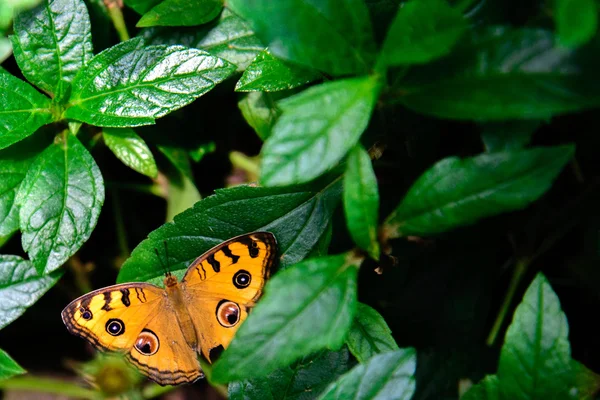 Lekeler ile sarı kelebek
