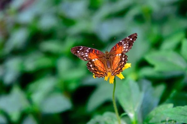 Красная бабочка-павлин на желтом цветке — стоковое фото
