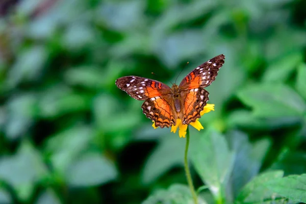 Mariposa roja del pavo real en una flor amarilla — Foto de Stock