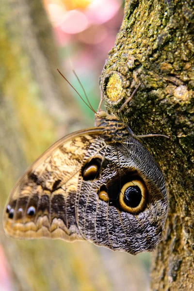 Waldkauz Schmetterling in der Natur — Stockfoto
