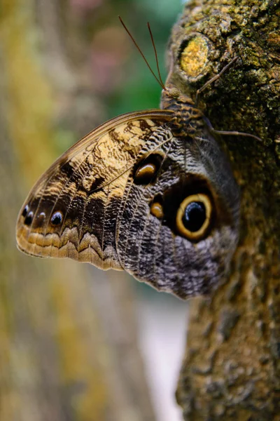 Tawny Sowa motyl w przyrodzie — Zdjęcie stockowe