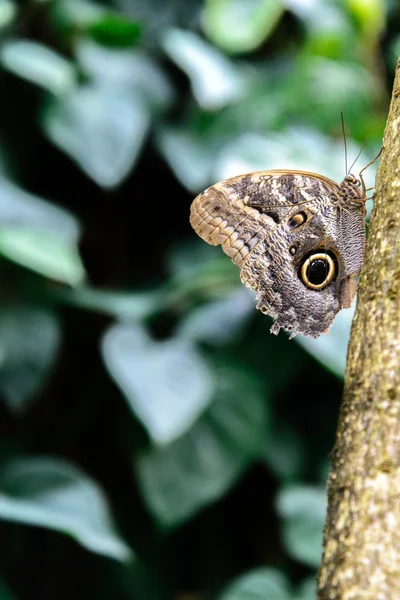 Waldkauz Schmetterling in der Natur Stockbild