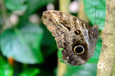 Doğa içinde Tawny Owl Butterfly