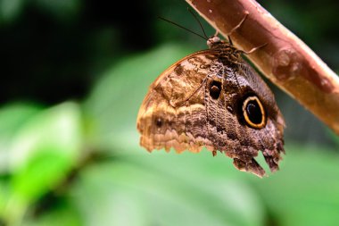 Doğa içinde Tawny Owl Butterfly