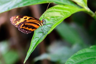 ortak kaplan kelebek 