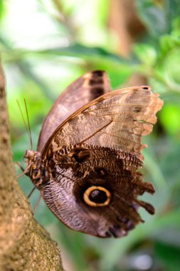Doğa içinde Tawny Owl Butterfly