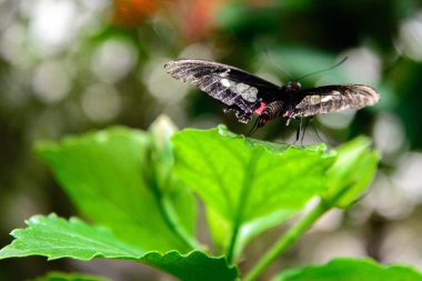 kırmızı ve siyah ortak postacı kelebek