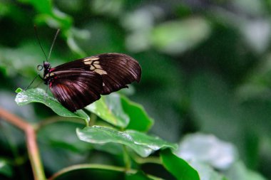 kırmızı ve siyah ortak postacı kelebek