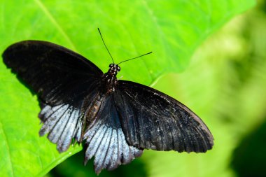 siyah ve gümüş büyük Mormon kelebek