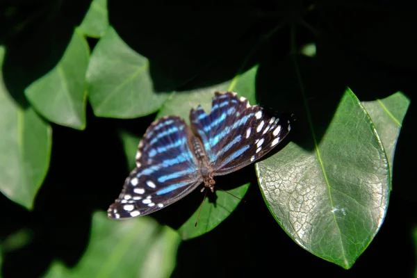 Mariposa metálica de onda azul en la naturaleza — Foto de Stock